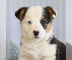Pembroke Welsh Corgi Puppy for Sale in NEW HOLLAND, Pennsylvania USA