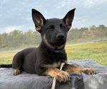 Puppy Blue Collar German Shepherd Dog