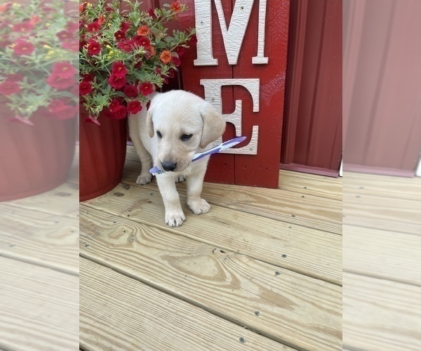 Medium Photo #3 Labrador Retriever Puppy For Sale in ELKTON, KY, USA
