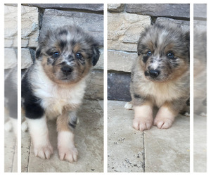 Medium Australian Shepherd