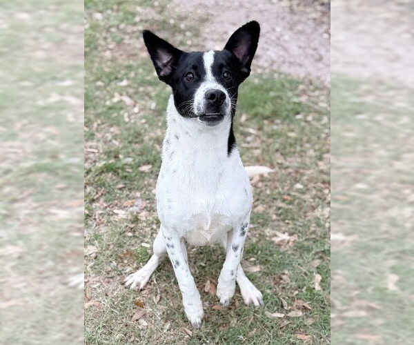 Medium Photo #4 Mutt Puppy For Sale in Genesee, WI, USA