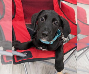 Labrador Retriever-Unknown Mix Dogs for adoption in Gilberts, IL, USA