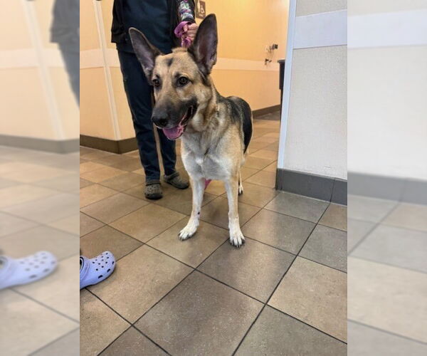 Medium Photo #6 German Shepherd Dog Puppy For Sale in Cupertino, CA, USA