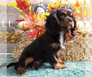 Cavalier King Charles Spaniel Puppy for sale in CARLISLE, KY, USA