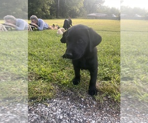 Labrador Retriever Puppy for Sale in PETERSBURG, Tennessee USA