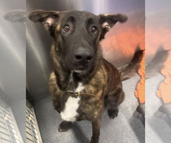 Medium Photo #2 Dutch Shepherd -Unknown Mix Puppy For Sale in Imlay City, MI, USA