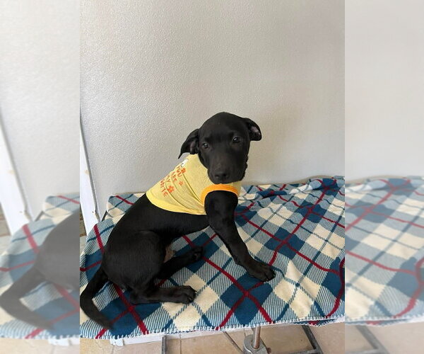 Medium Photo #3 Labbe Puppy For Sale in Osgood, IN, USA