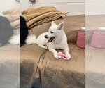 Small #7 Pomeranian Mix