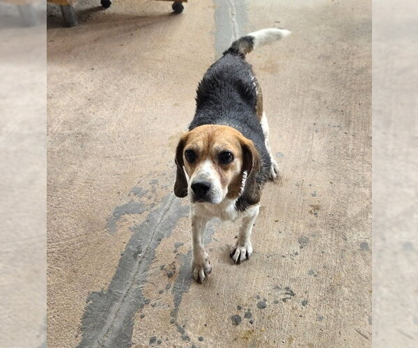 Medium Photo #2 Beagle Puppy For Sale in Las Vegas, NV, USA