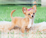 Small Photo #19 Chihuahua Puppy For Sale in WARSAW, IN, USA