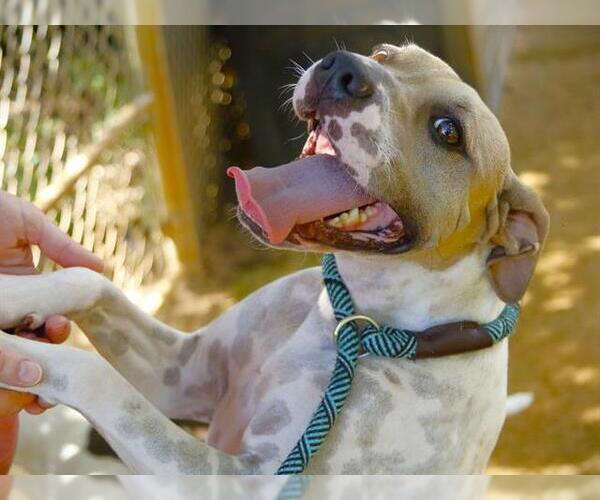 Medium Photo #1 American Staffordshire Terrier-Unknown Mix Puppy For Sale in Tallahassee, FL, USA