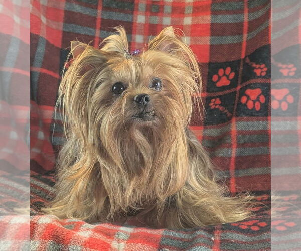 Medium Photo #2 Mutt Puppy For Sale in Bon Carbo, CO, USA