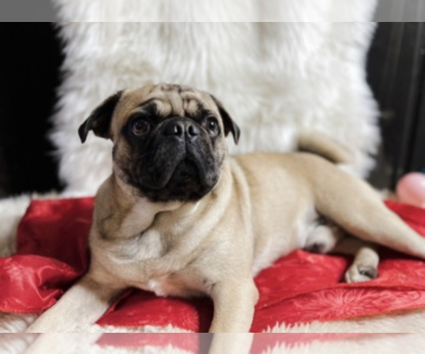 Medium Photo #1 Pug Puppy For Sale in HAGERSTOWN, MD, USA