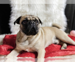 Small Photo #1 Pug Puppy For Sale in HAGERSTOWN, MD, USA