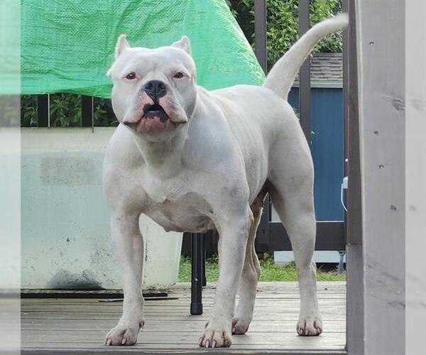 Medium Photo #1 American Staffordshire Terrier-Unknown Mix Puppy For Sale in San Antonio, TX, USA