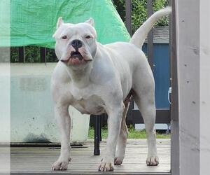 American Staffordshire Terrier-Unknown Mix Dogs for adoption in San Antonio, TX, USA