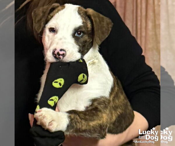 Medium Photo #2 Mutt Puppy For Sale in Washington, DC, USA