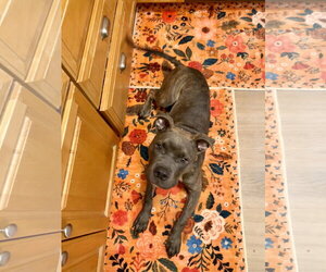 Humphrey - Male American Staffordshire Terrier-Boxer Mix Dog for Adoption - Photo #6