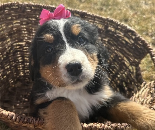 Medium Photo #5 Bernese Mountain Dog Puppy For Sale in ATHENS, WI, USA
