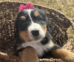 Small #4 Bernese Mountain Dog