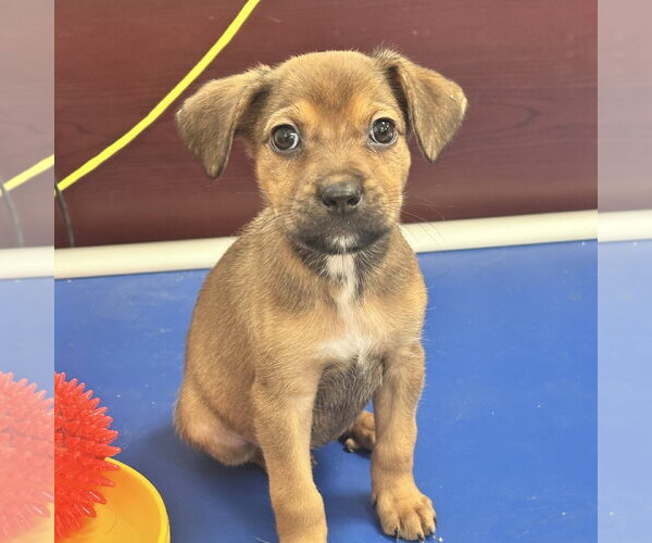 Medium Photo #1 Mutt Puppy For Sale in Newfield, NJ, USA