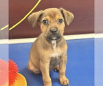 Small Mutt