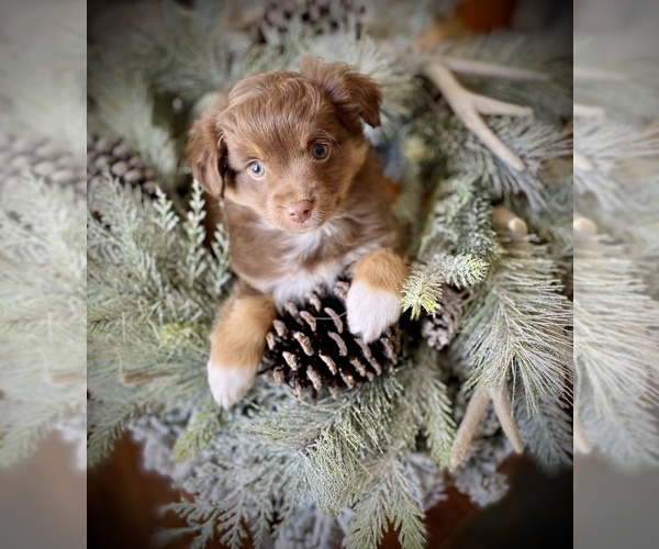 Medium Photo #1 Miniature Australian Shepherd Puppy For Sale in ALBION, IN, USA