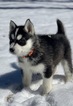 Small Photo #1 Siberian Husky Puppy For Sale in MORGANTOWN, IN, USA