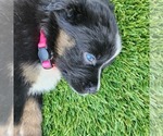 Small #5 Australian Shepherd