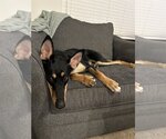 Small Photo #4 Doberman Pinscher-Unknown Mix Puppy For Sale in The Woodlands, TX, USA