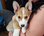 Puppy Adam Pembroke Welsh Corgi