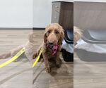 Small #3 Goldendoodle