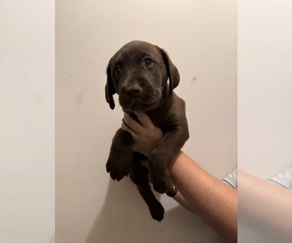 Medium Photo #11 Labrador Retriever Puppy For Sale in OXFORD, AL, USA