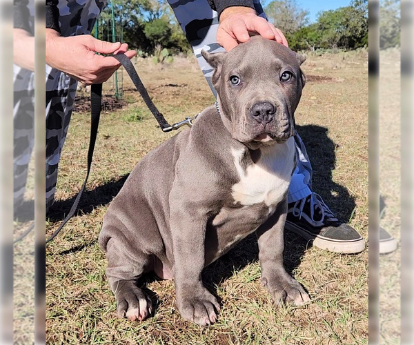 Medium Photo #4 American Bully Puppy For Sale in SPRING BRANCH, TX, USA