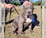 Small Photo #4 American Bully Puppy For Sale in SPRING BRANCH, TX, USA