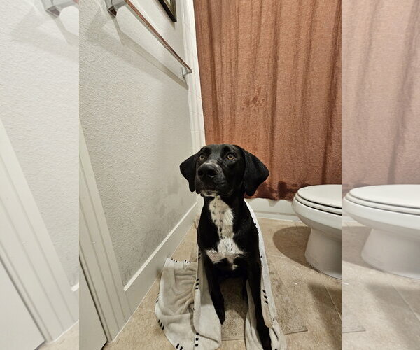 Medium Photo #4 Labrador Retriever-Unknown Mix Puppy For Sale in McKinney, TX, USA