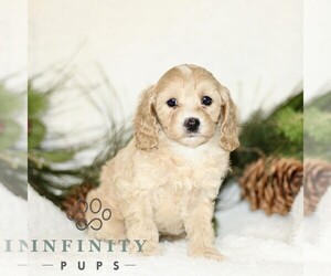 Cavapoo Puppy for sale in RONKS, PA, USA