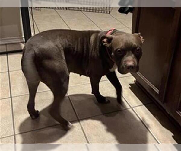 Medium Photo #1 Staffordshire Bull Terrier Puppy For Sale in San Antonio, TX, USA