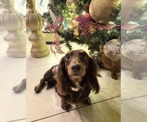 Father of the Dachshund puppies born on 11/16/2025