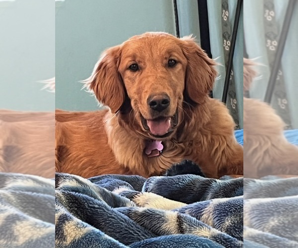 Medium Photo #1 Golden Retriever Puppy For Sale in SHOW LOW, AZ, USA
