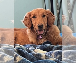 Mother of the Golden Retriever puppies born on 08/20/2026