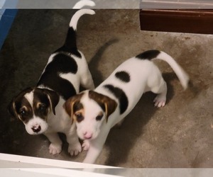 Catahoula Leopard Dog-English Foxhound Mix Puppy for sale in PALM BAY, FL, USA