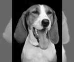 Small #2 Treeing Walker Coonhound