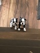 Small Photo #6 Boston Terrier Puppy For Sale in COLUMBIAVILLE, MI, USA