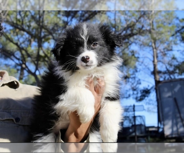 Medium Photo #4 Australian Shepherd Puppy For Sale in ACTON, CA, USA