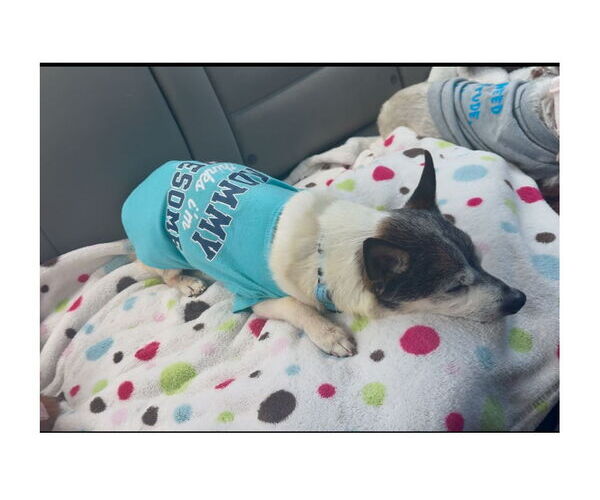 Medium Photo #12 Chihuahua-Unknown Mix Puppy For Sale in Mooresville, NC, USA