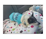 Small #11 Chihuahua Mix