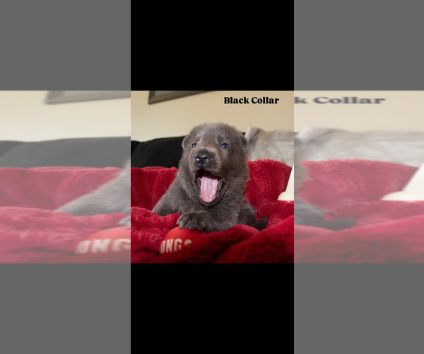 Medium Photo #1 German Shepherd Dog Puppy For Sale in RUCKERSVILLE, VA, USA