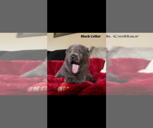 German Shepherd Dog Puppy for Sale in RUCKERSVILLE, Virginia USA