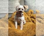 Small #3 Maltipoo